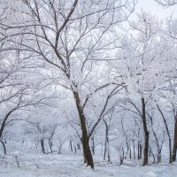 Снег и утро :: Виктор Алеветдинов