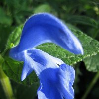 Salvia patens Oceana Blue Salsyll / Шалфей :: laana laadas