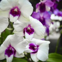 Орхидея :: N. Efimkina