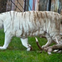 Белый Бенгальский тигр. :: anna163163 