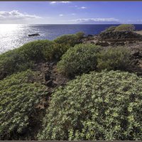 Из серии Tenerife :: Jossif Braschinsky