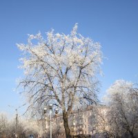 "Серебряное" дерево :: Андрей Снегерёв