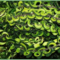 Цепочки листьев эсхинантуса. :: Валерия Комова