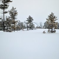 Из под снега вылазит ГИГАНТСКИЙ ЖУК :: Виталий Макаров