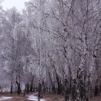 Принакрылись инеем :: Татьяна Ломтева