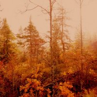 туман  в осенним лесу :: Сергей 