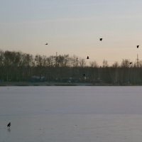Птицы над озером :: Алёна Савина