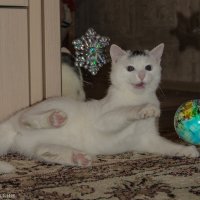 Кошак обижен на весь мир!!! :: Kasatkin Vladislav