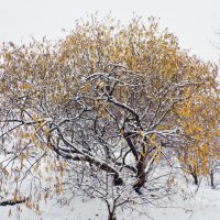 Желтое дерево :: Александр 