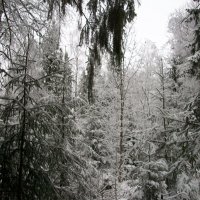 Зима :: Виктор Елисеев