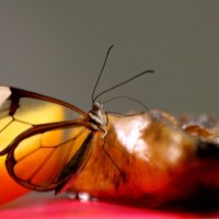 Грета Ото, или стеклянная бабочка. :: юрий 