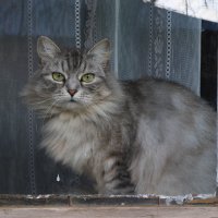 кошка в окошке :: Марина Черепкова