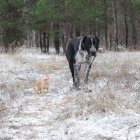 ...Показывай,"блоха",кто тебя обидел?:))) :: Рудаков Сергей 