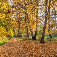 Золотая осень в парке. :: Горбушина Нина 