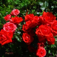 Розы в моём саду. :: Антонина Гугаева