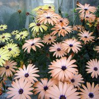 Osteospermum / Остеоспермум :: laana laadas