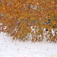 Осень протянула руки зиме :: Лидия (naum.lidiya)
