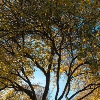Осенний танец вишни. :: Андрий Майковский
