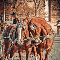 Любовь и лошади... :: Елена Остапова