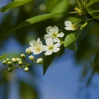 весна :: Зайцева-Карих Татьяна 