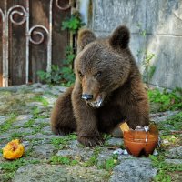 Привередничать не стану- молоко люблю, сметану :: Ирина Данилова