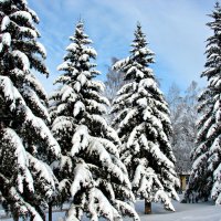 Зимний лес! :: Оксана Яремчук