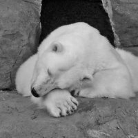 Спят твои соседи, белые медведи... :: Alexandr Zykov 