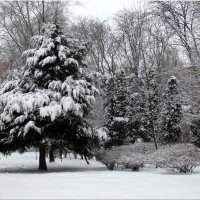 Первый день зимы в парке... :: Тамара (st.tamara)