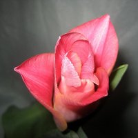 Tulip Miss Elegance :: laana laadas