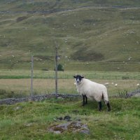 Любопытная овца :: Natalia Harries