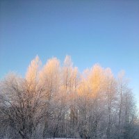 Морозное утро :: Екатерина Баннова