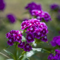 цветы :: Зайцева-Карих Татьяна 