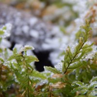 замороженный мох :: lesia 