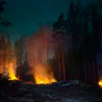 вырубка леса .. :: Дмитрий Булатов