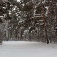 Красота зимнего леса. :: Kassen Kussulbaev