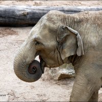 Азиатский слон. :: Anna Gornostayeva