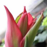 Tulip Pretty Woman :: laana laadas