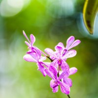 Orchid :: Павел Хохлов