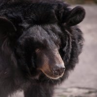 Медведь :: Ольга Сковородникова