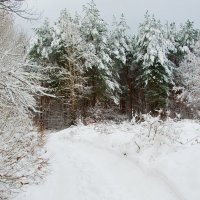 Первый снег_3 :: Инна Силина