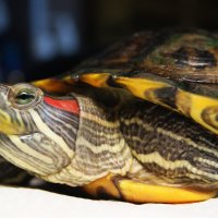 красноухая черепаха,Винтик :: Galina Belugina