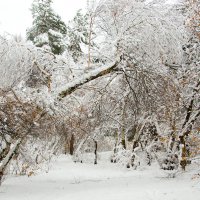 Такого снегопада давно не помнят здешние места)) :: Инна Силина