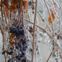 Зима :: Юлия Ненахова