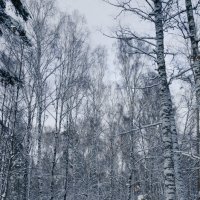 Зимний лес :: Денис Казаков