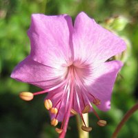 Geranium cantabrigiense / Герань :: laana laadas