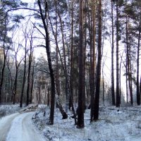 Утро в декабрьском лесу :: Елена Шемякина