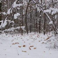 Последний листопад. :: Олег Чернов