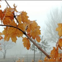 Осенний туман. :: Николай   Тесля 
