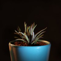 Haworthia attenuata :: Сергей Мосякин