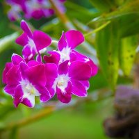 Орхидея :: Анастасия Казакова